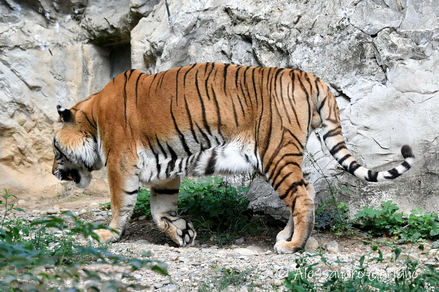 Foto 64 di 81