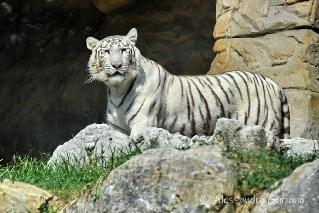Foto 36 di 81