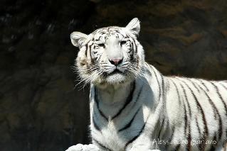 Foto 41 di 81