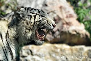 Foto 44 di 81