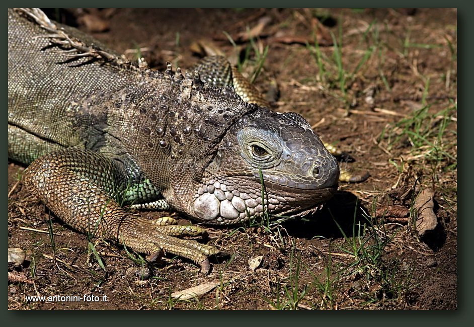 Iguana