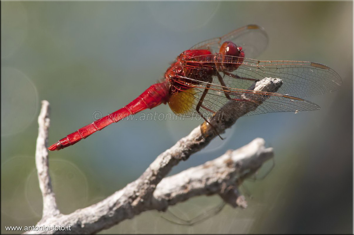 Libellula