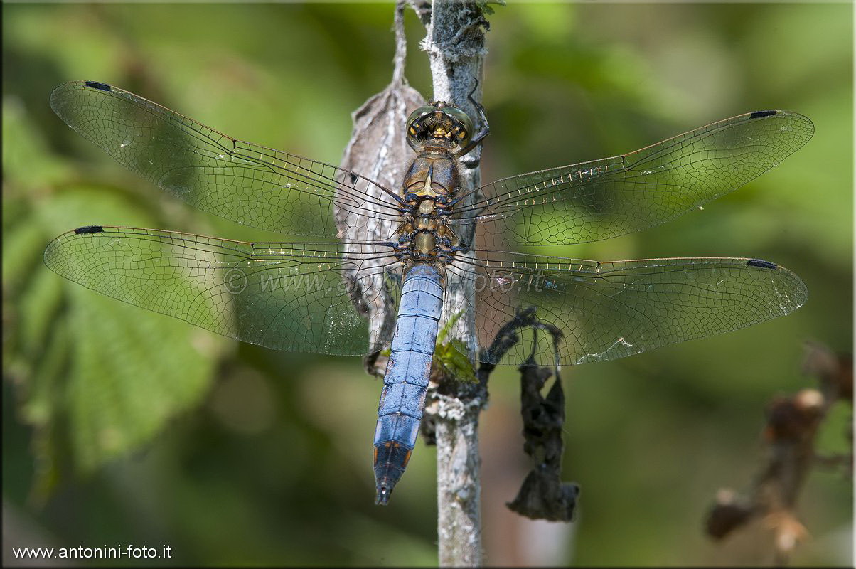 Libellula