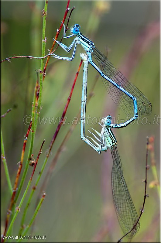 Libellula