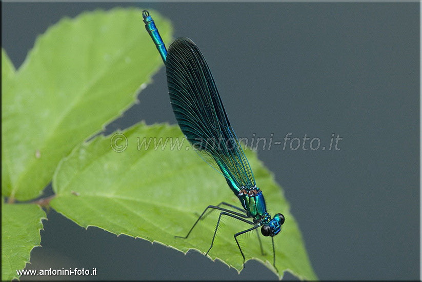 Libellula