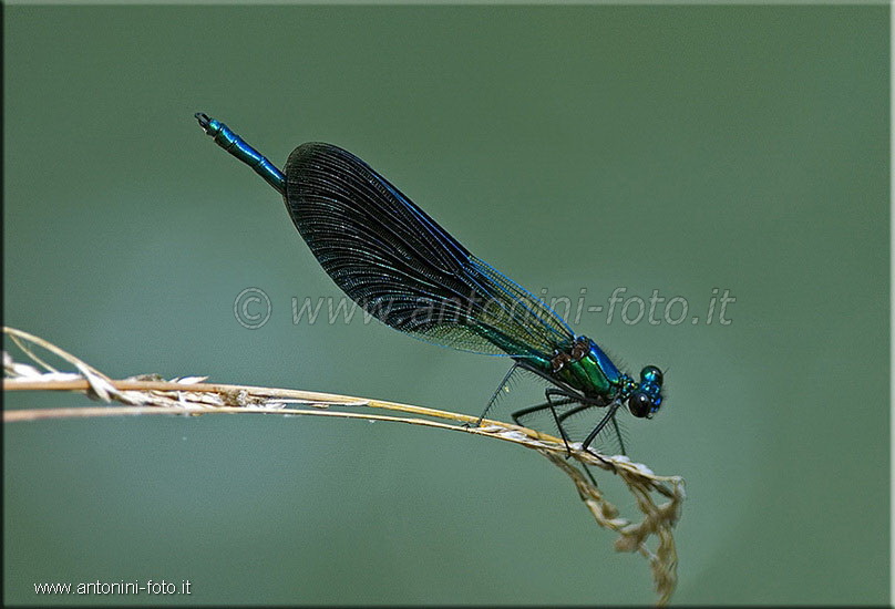 Libellula