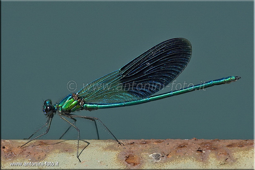Libellula