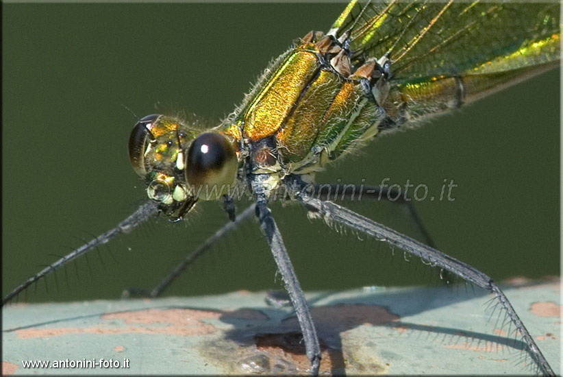Libellula