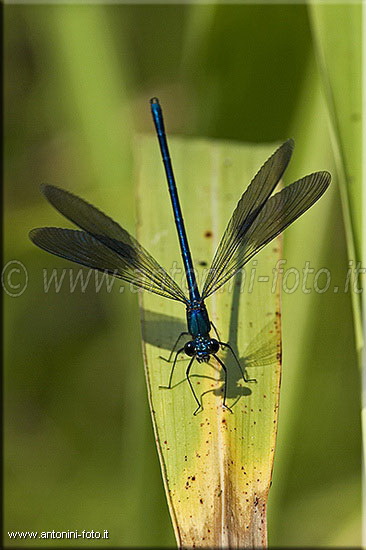 Libellula