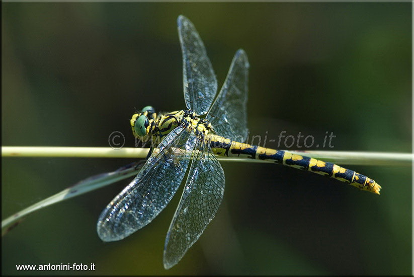 Libellula