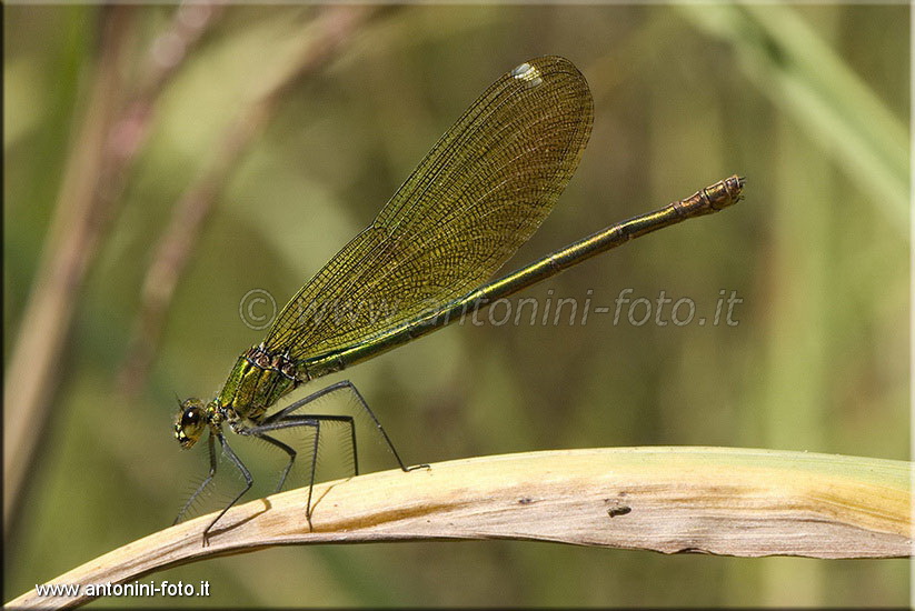 Libellula