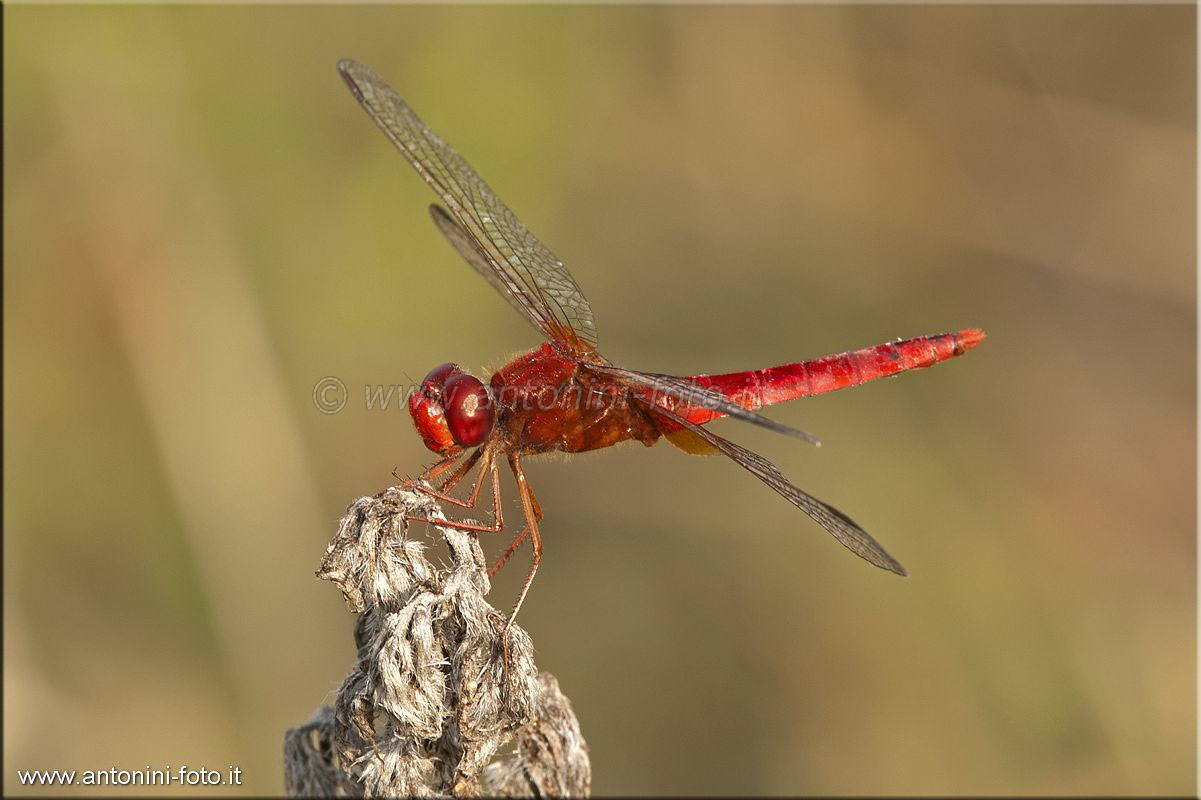 Libellula