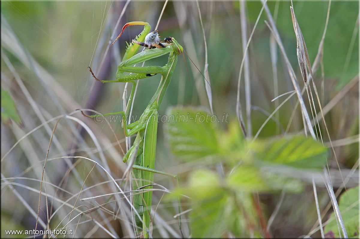 Mantide Religiosa