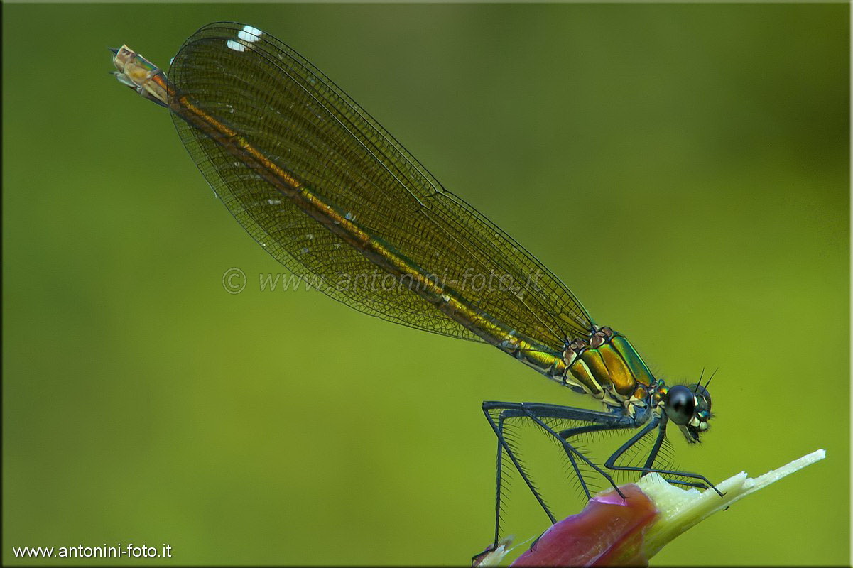 Libellula