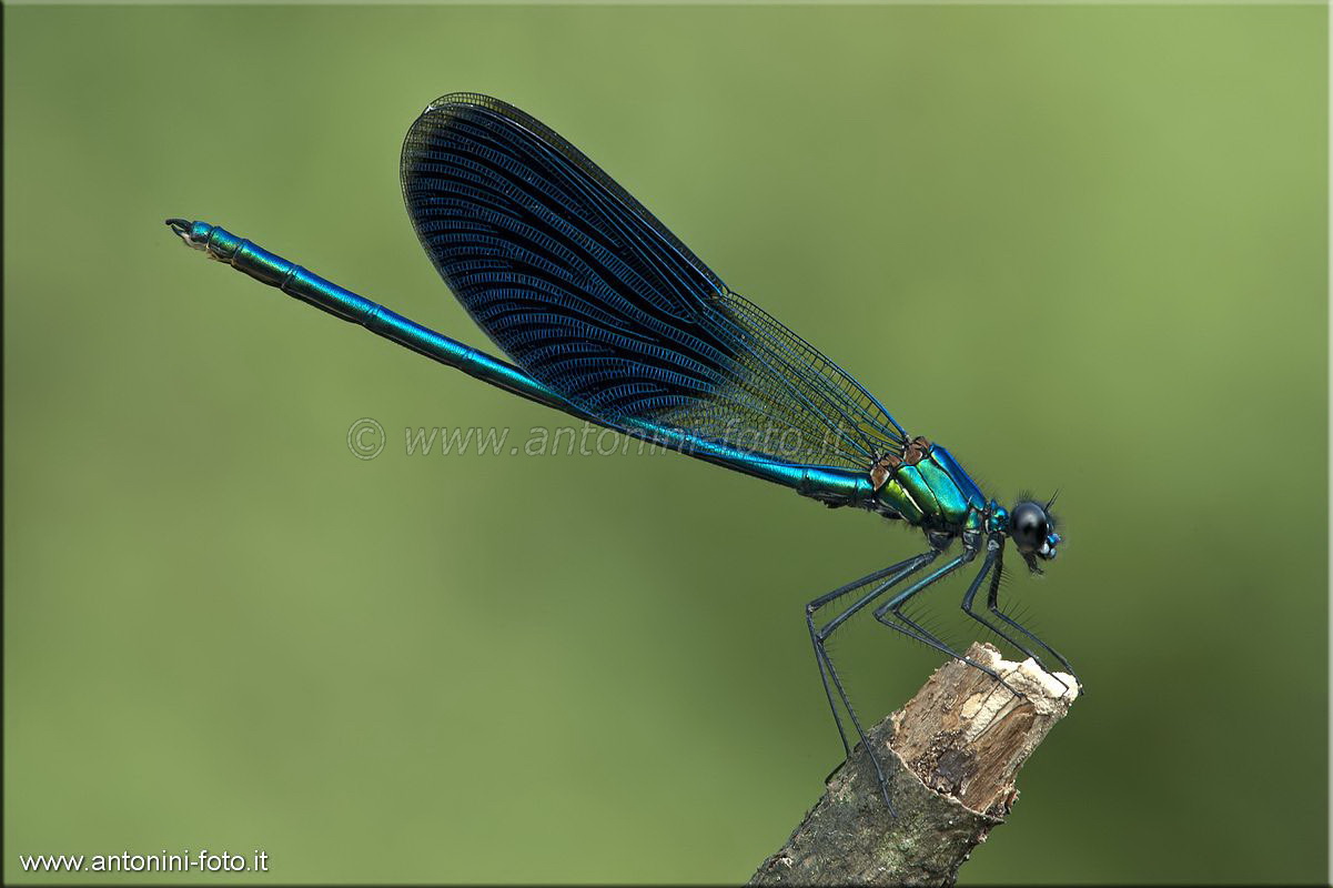 Libellula