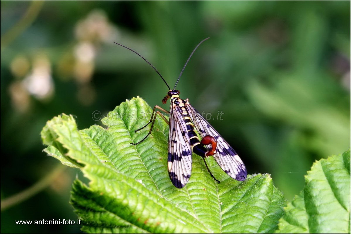 Mantide Religiosa