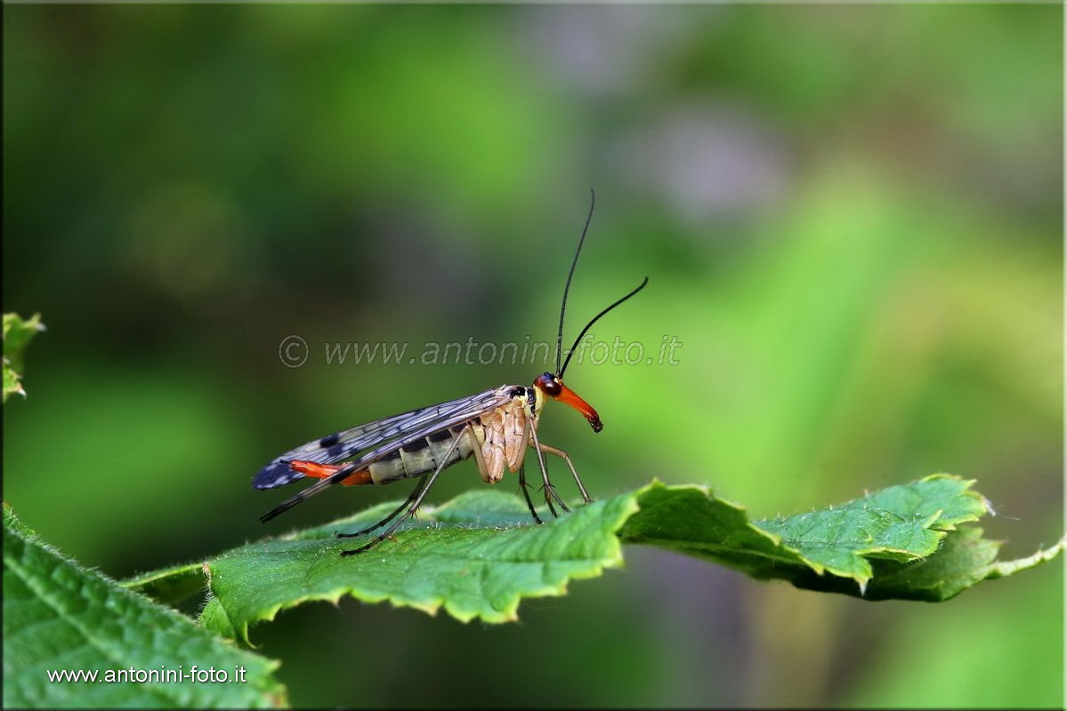 Mantide Religiosa