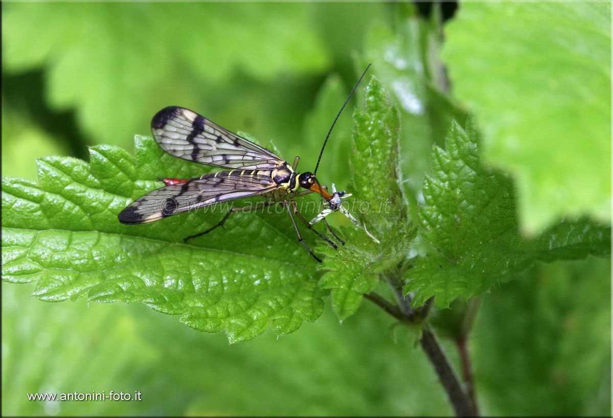 Mantide Religiosa