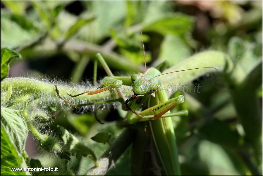 Mantide Religiosa