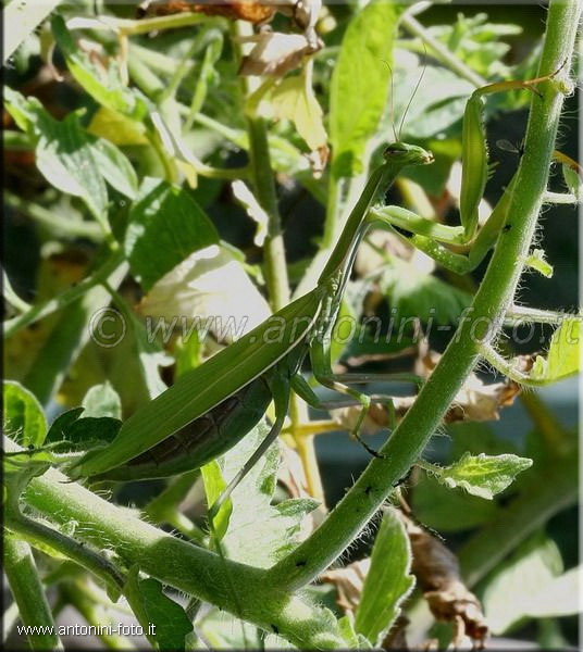 Mantide Religiosa