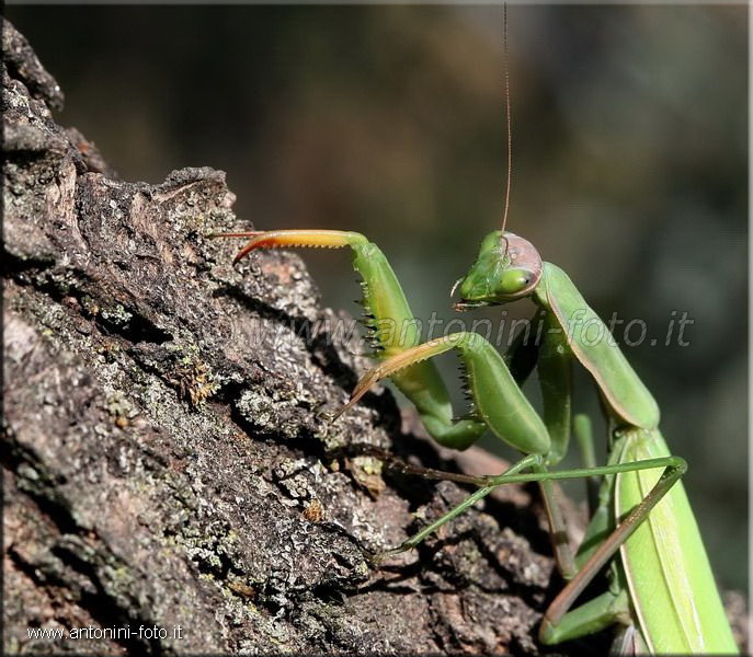 Mantide Religiosa