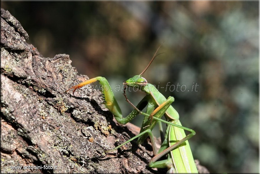 Mantide Religiosa