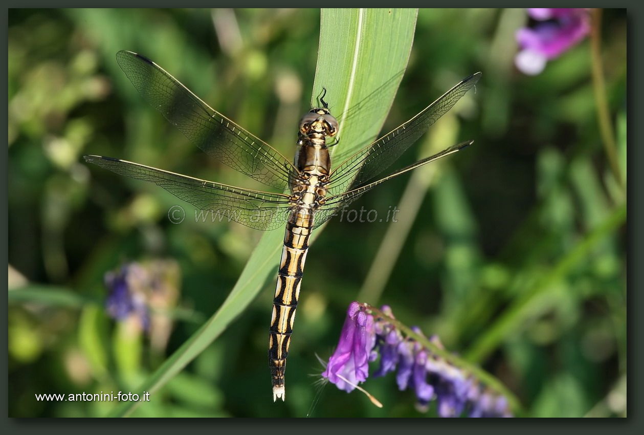 Libellula
