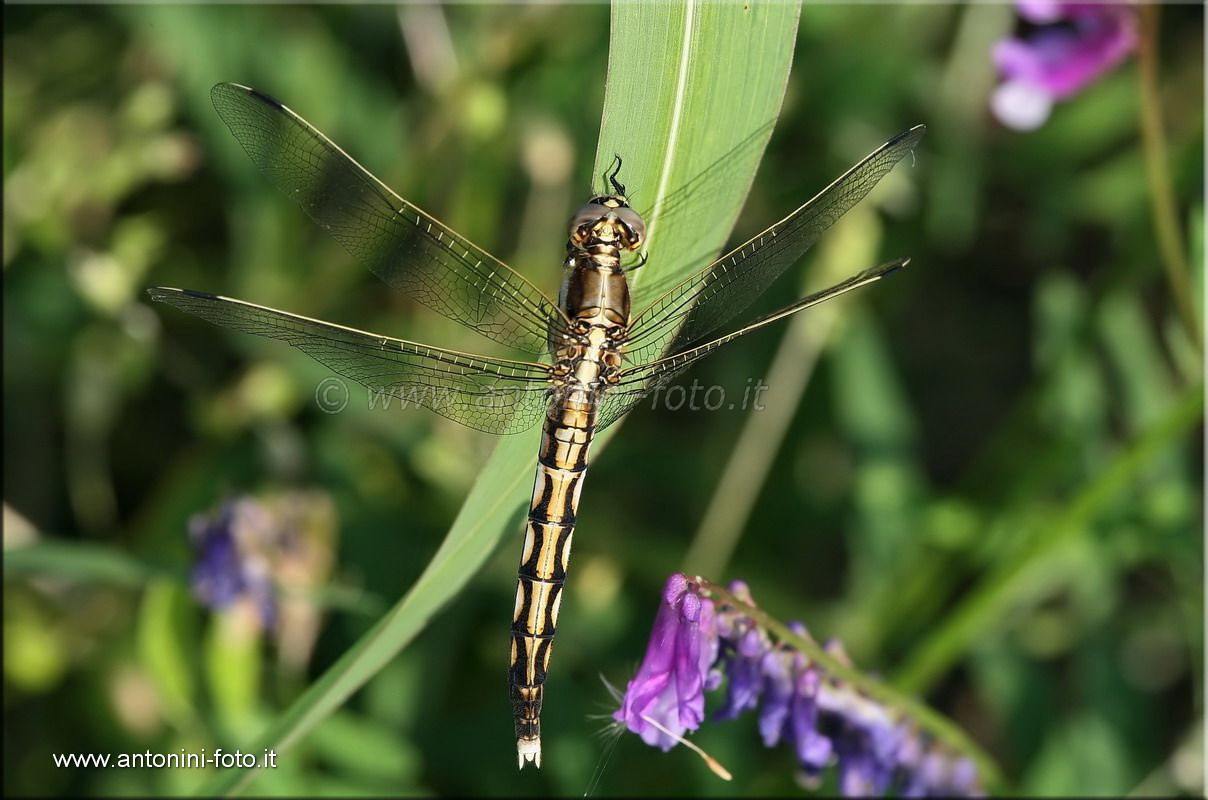 Libellula