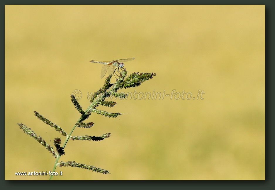 Libellula