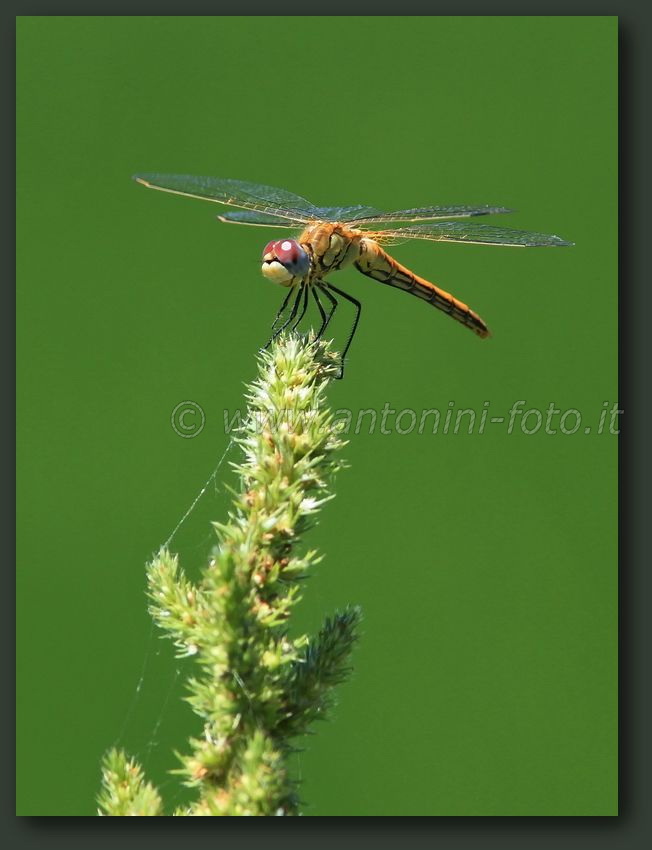 Libellula