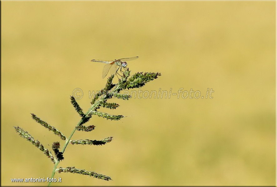 Libellula