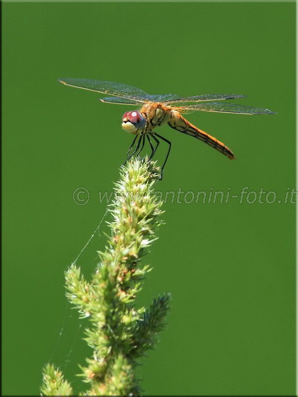 Libellula