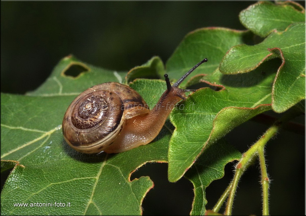 Mantide Religiosa