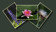   Piante e Fiori  