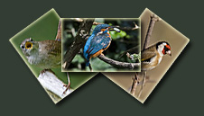   Uccelli  