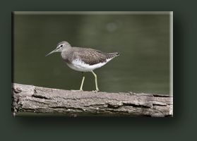 Piovanello