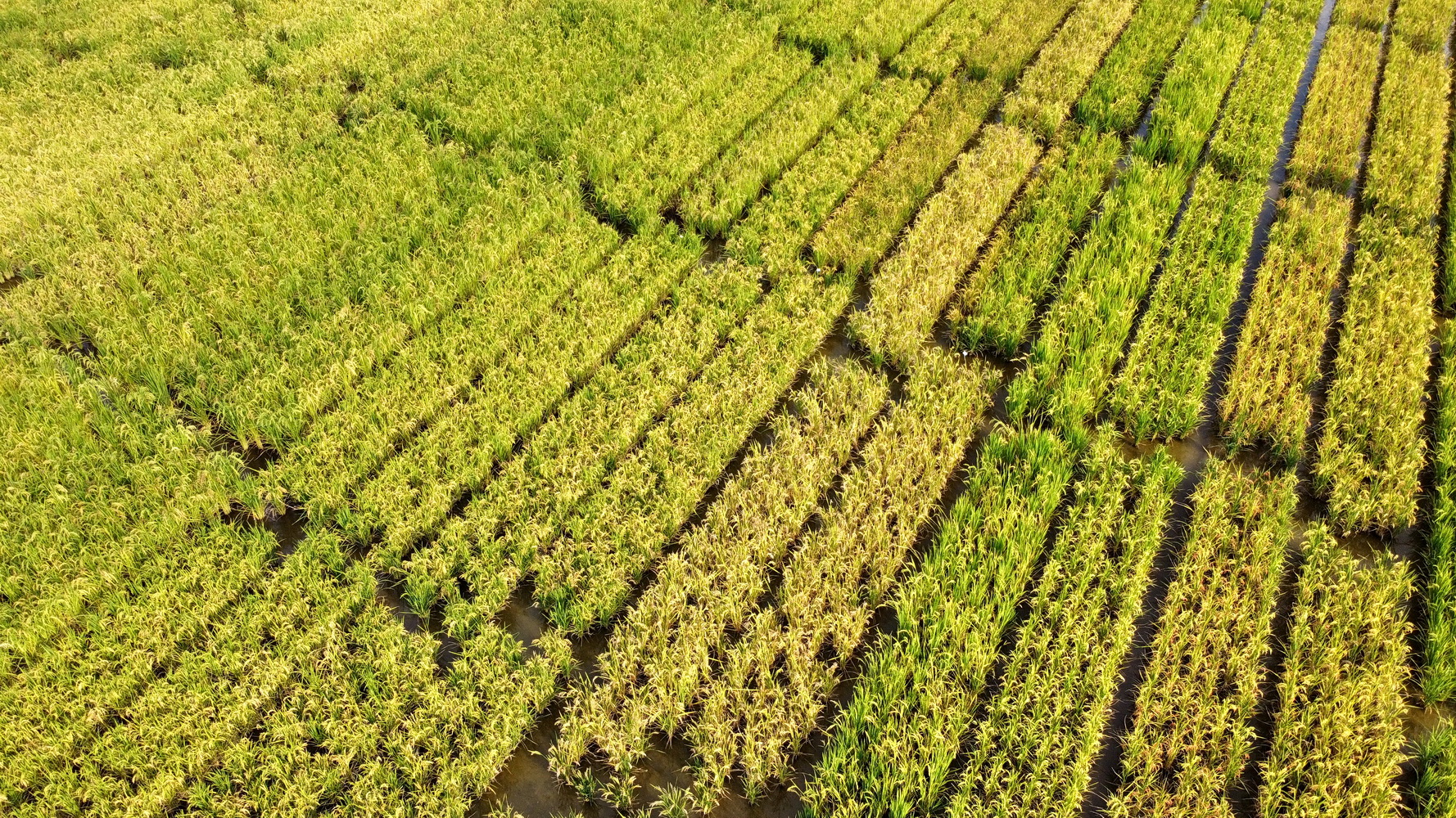 DJI_031
