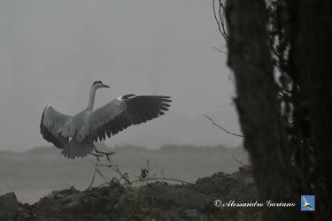 Foto 10 di  84