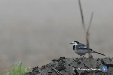 Foto 23 di  84
