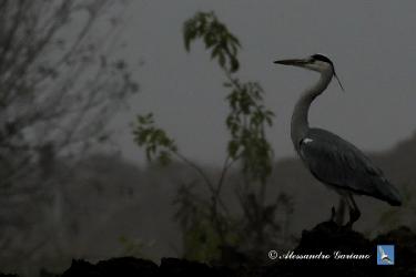 Foto 34 di  84