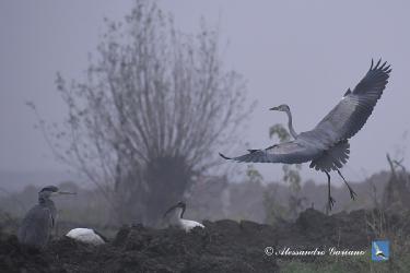Foto 41 di  84