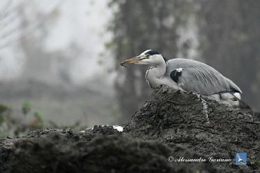 Foto 45 di  84