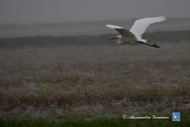 Foto 49 di  84