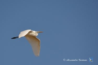 Foto 62 di  84