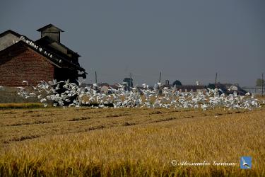 Foto 65 di  84