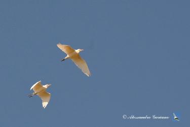 Foto 74 di  84