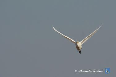 Foto 82 di  84