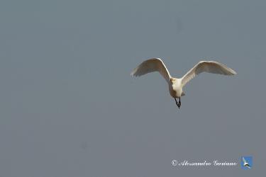 Foto 83 di  84