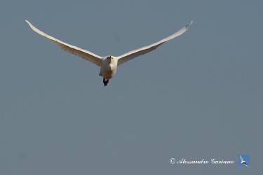 Foto 84 di  84