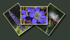 Piante e Fiori